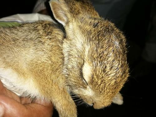 Bed & Breakfast Green Cottage