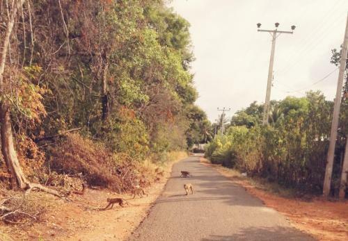 Bed & Breakfast Green Cottage