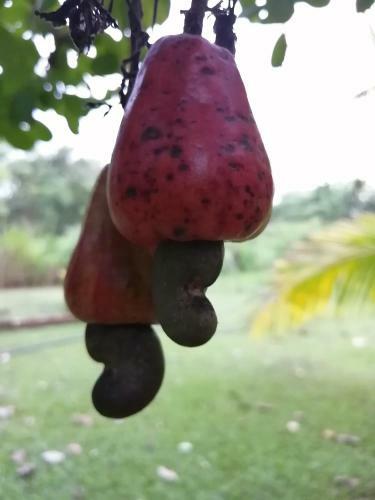 Bed & Breakfast Green Cottage