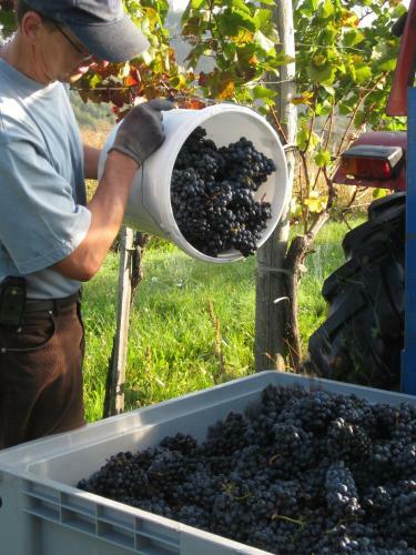Weinbau Winzerzimmer Veronika Und Alfred Kl�ckl