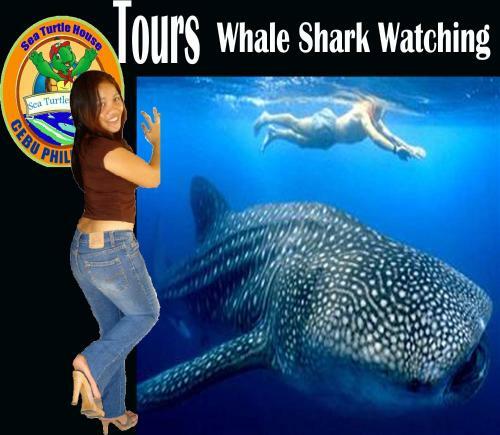Bed & Breakfast Sea Turtle House Moalboal