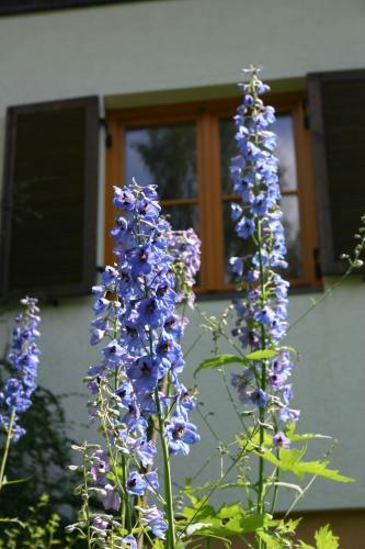 Haus Ilse