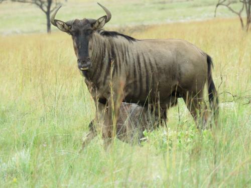 Lodge Bateleur Nature Reserve
