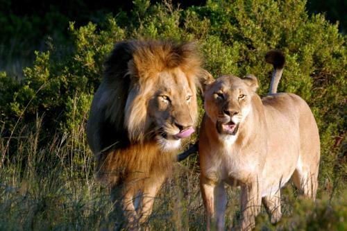Bukela Game Lodge - Amakhala Game Reserve