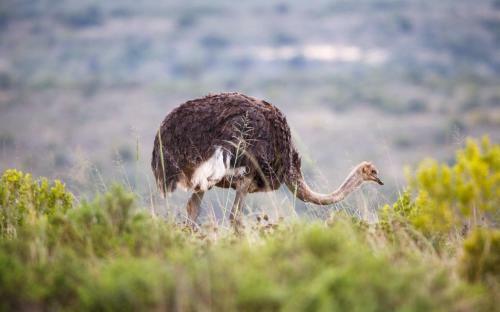 Bukela Game Lodge - Amakhala Game Reserve
