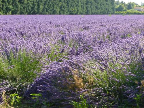 Holiday Home Route De La Garance