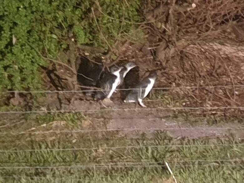 Hotel Diamond Island Resort