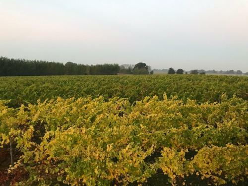 Hotel Mersea Island Vineyard