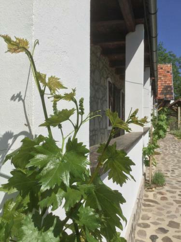 Hostal Vitamin B63 Vend�gh�z