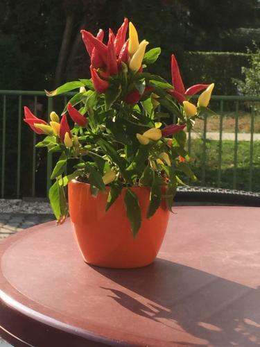 Villa Bella Apartman