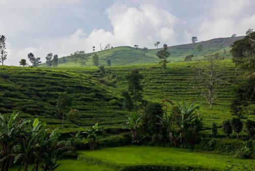 Hotel Tea Garden Resort