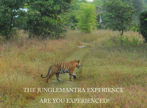Hotel Junglemantra Resorts