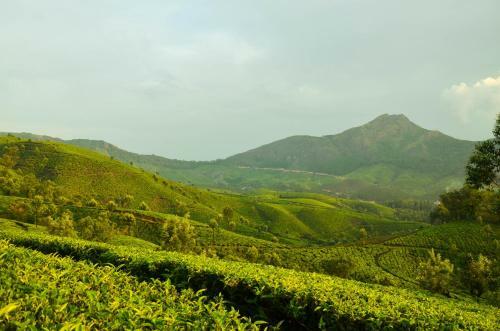 Munnar Valley View