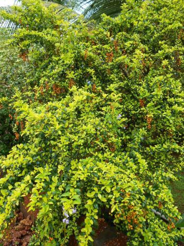 Hostal Rashmi Woods Hotel & Resort