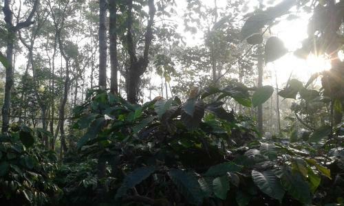Dreams Homestay