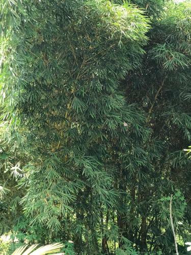 Hotel Wayanad Hilltop Holiday Home