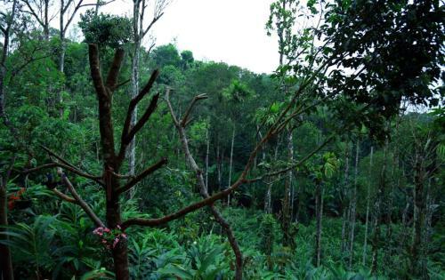 Hotel Lee Wood Villas