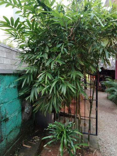 Hostal Mango Palace