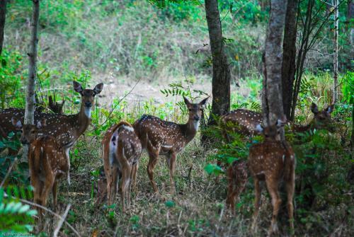 Sanjose Holiday Home Resort,virajpet