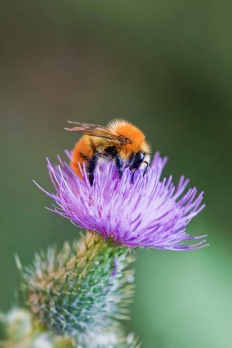 Agroturismo Tenuta Del Fontino