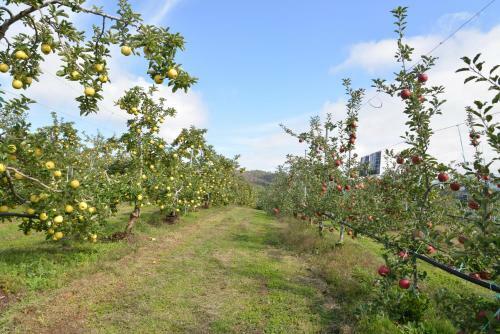 Shinshu Yokoya Farm