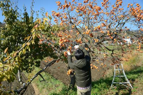 Shinshu Yokoya Farm