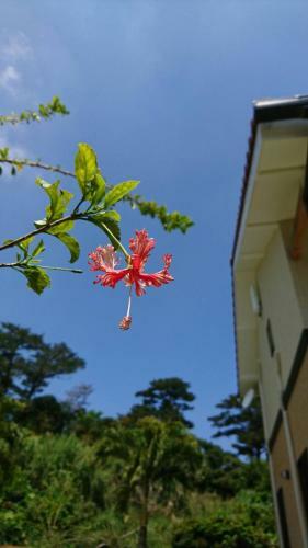 Apartamento Nakijin Lodge Pensajoya