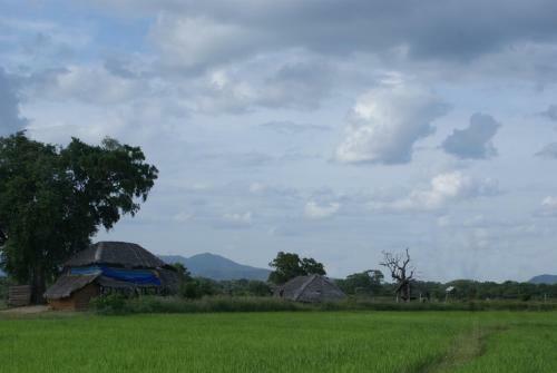 Jungle House