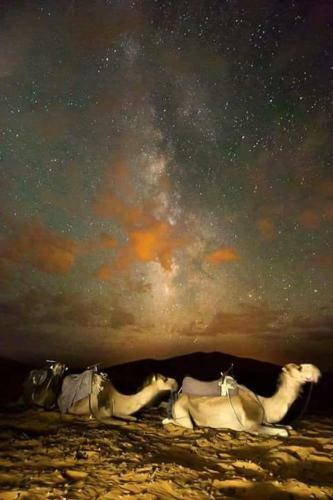 Merzouga & Camel Trekking Camp