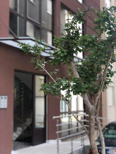 Apartamento Vanja