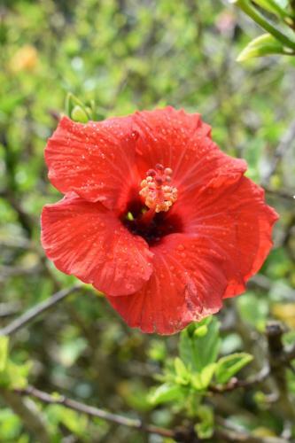 Hibiscus Bed & Breakfast