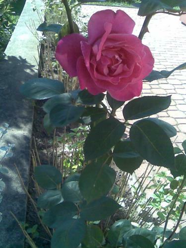 Bed & Breakfast Akacjowa