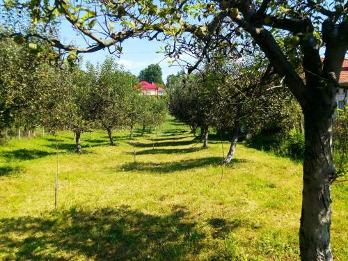 Hostal Pensiunea Dana