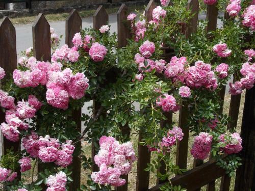 Apartment Matogi