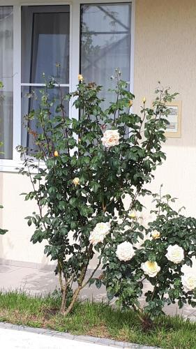 Hostal Guest House On Aivazovskogo 38