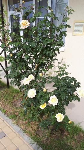 Hostal Guest House On Aivazovskogo 38