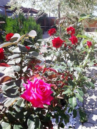 Hostal Guesthouse Chateau Zali