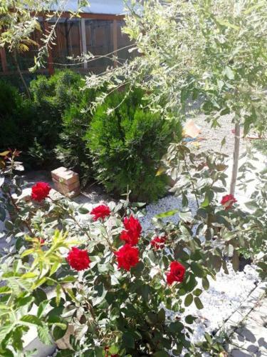 Hostal Guesthouse Chateau Zali
