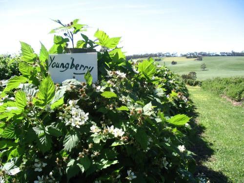 Bed & Breakfast Pennyroyal Raspberry Farm & Cidery