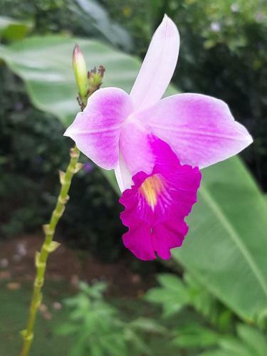 Hostal Garden Of Heliconias Lodge