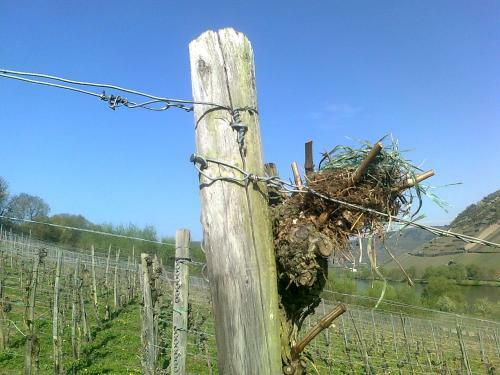 Apartamento Weingut Schumacher