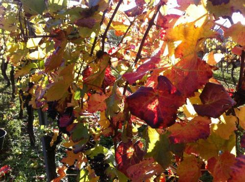 Apartamento Weingut Schumacher