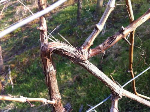Apartamento Weingut Schumacher