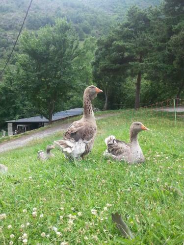 Camping Serra