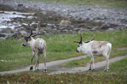 Lyngen Havfiske Og Tursenter