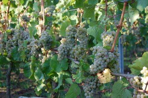 Hostal Heinrichs Winery Bed & Breakfast