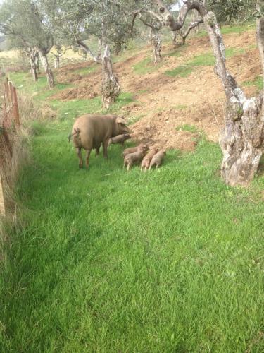 Agroturismo Casa Tener�as