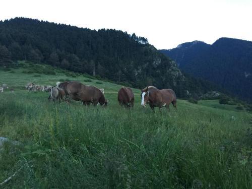 Agroturismo Cal Pedrals Pairal