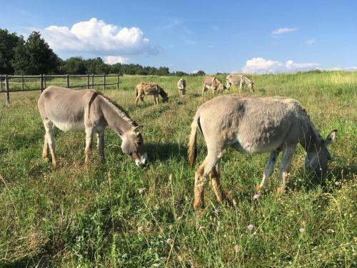Bed & Breakfast Ferme Les Escuyers