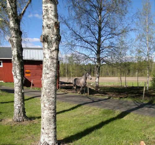 Agroturismo Maatilamatkailu Ilom�ki